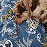 Robert a rejoint le concours — aidez-le/la à gagner de superbes lots ! bed, bedspread, blue, brown_fur, closed_eyes, cozy, curled_up, dog, indoor, large_ears, nap, patterned_fabric, pet, portrait, puppy, resting, sleeping, small_dog, snout, tan_fur