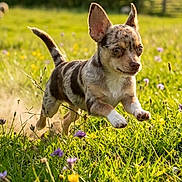 Robert a rejoint le concours — aidez-le/la à gagner de superbes lots ! animal, brown_and_white, dog, ears, flowers, grass, meadow, motion, nature, outdoors, pet, playful, portrait, puppy, running, rural, small_dog, sunlight, tail, wildflowers