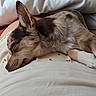 Robert a rejoint le concours — aidez-le/la à gagner de superbes lots ! bed, bedding, blanket, brown_fur, closed_eyes, cozy, curled_up, dog, floral_pattern, fur, indoor, nap, pet, pointy_ears, portrait, puppy, relaxed, sleeping, small_dog, white_paws