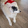 animal, black_patches, calm, christmas, companion, cozy, cute, dog, domestic_animal, festive, fur, holiday, indoor, laying_down, mammal, pet, santa_hat, side_view, white_dog, wooden_floor