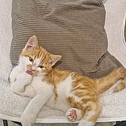 Tigrou participe au concours pour gagner de l'argent avec cette photo : kitten, cat, orange, white, paw, licking, cute, chair, pillow, cozy, indoor, pet, feline, relaxed, fur, whiskers, floor, playful, young, animal
