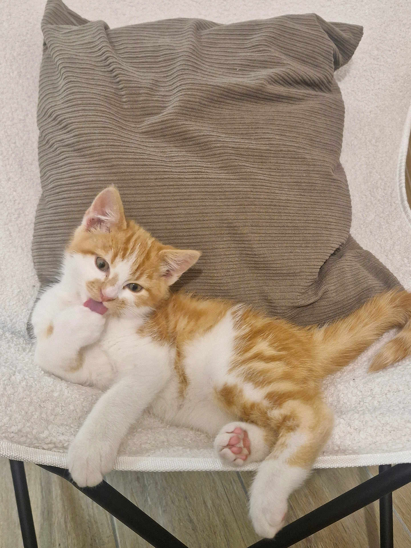 Tigrou participe au concours pour gagner de l'argent avec cette photo : kitten, cat, orange, white, paw, licking, cute, chair, pillow, cozy, indoor, pet, feline, relaxed, fur, whiskers, floor, playful, young, animal