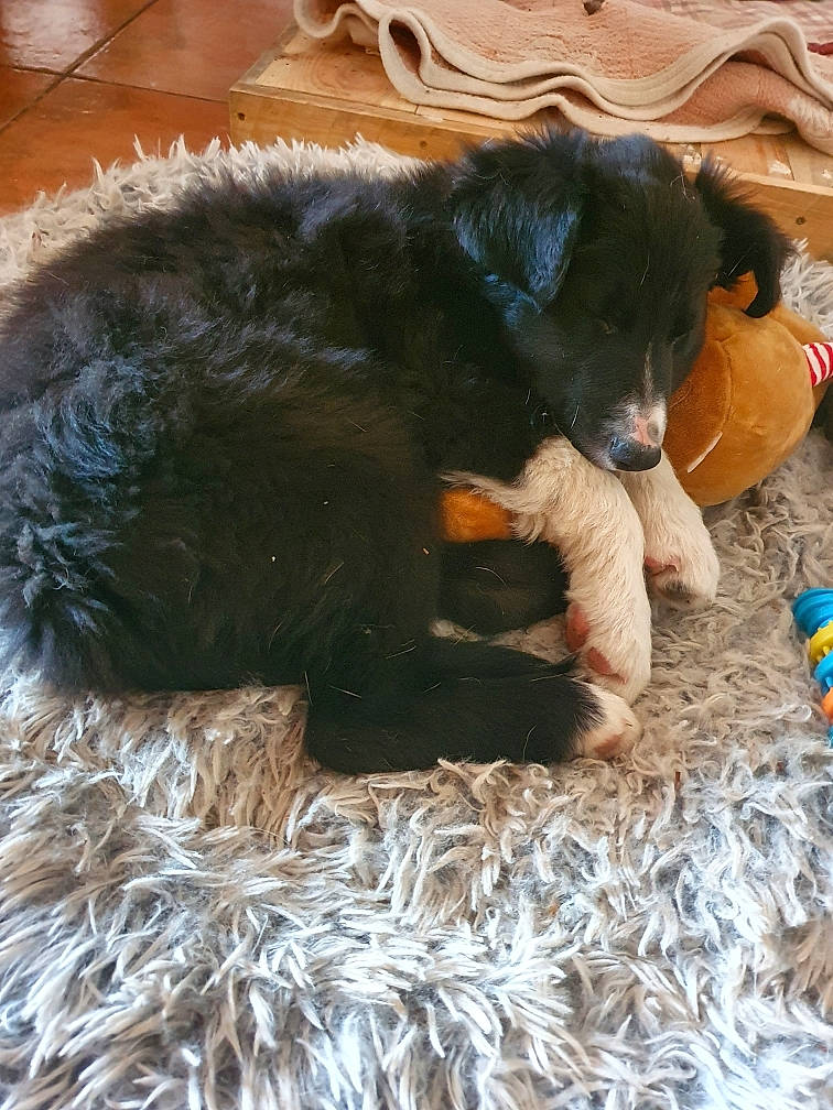 Newton participe au concours pour gagner de l'argent avec cette photo : canidae, carnivore, companion_dog, dog, dog_breed, fur, liver, mammal, natural_material, puppy, snout, sporting_group, stuffed_toy, tail, terrestrial_animal, toy, vertebrate, watch, working_animal, working_dog