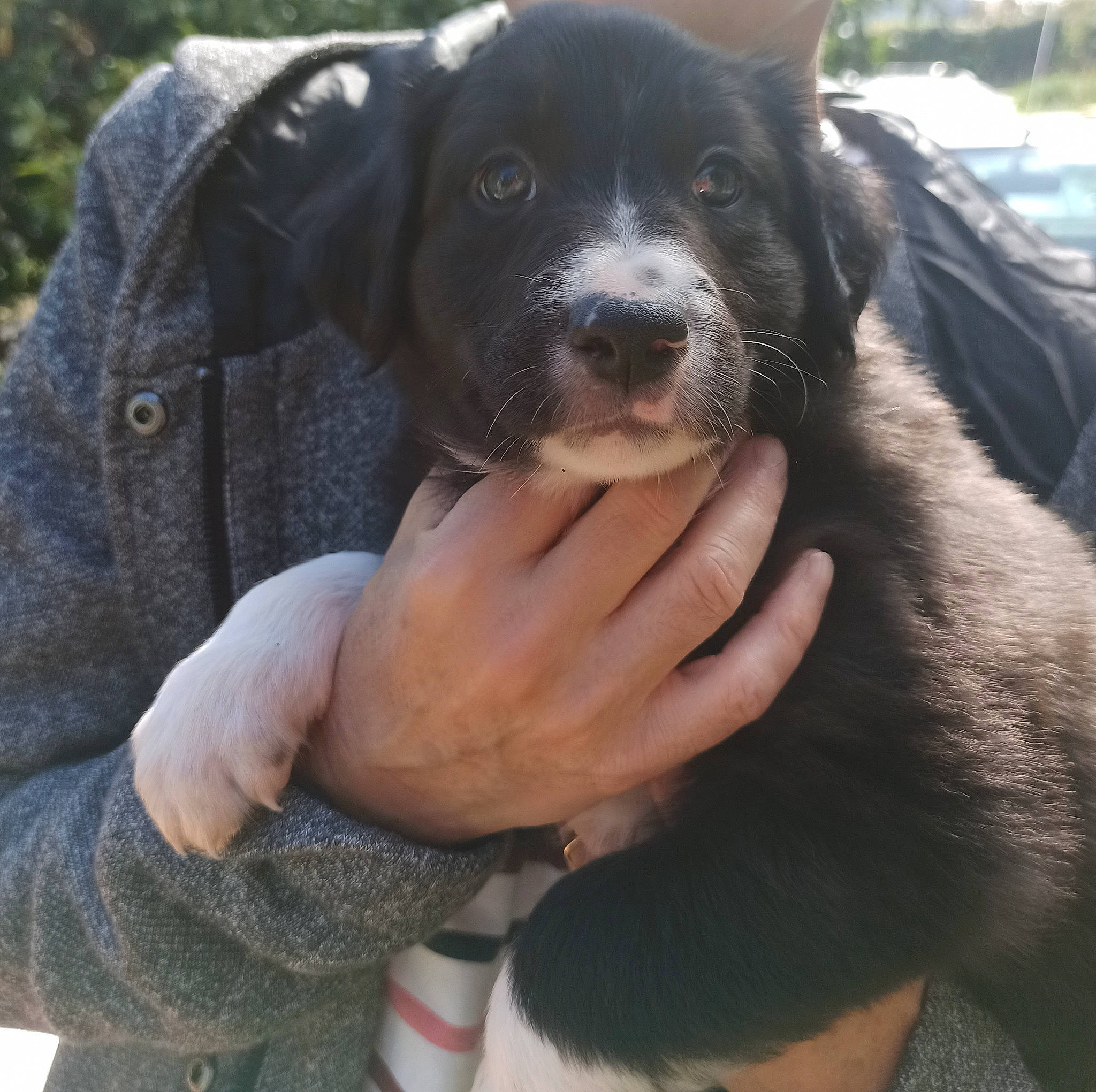 Newton a rejoint le concours — aidez-le/la à gagner de superbes lots ! borador, canidae, carnivore, collar, companion_dog, dog, dog_breed, dog_collar, electric_blue, fur, gesture, hand, mammal, puppy, puppy_love, snout, sporting_group, vertebrate, working_animal, working_dog