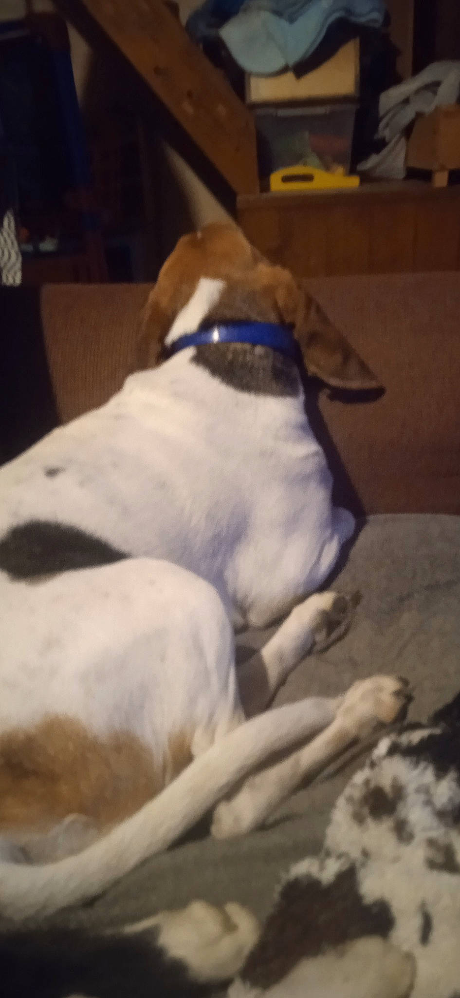 Narnia participe au concours pour gagner de l'argent avec cette photo : carnivore, collar, comfort, companion_dog, couch, dog, dog_breed, dog_collar, dog_supply, fawn, flooring, fur, hardwood, non_sporting_group, paw, pet_supply, snout, sporting_group, tail, working_animal