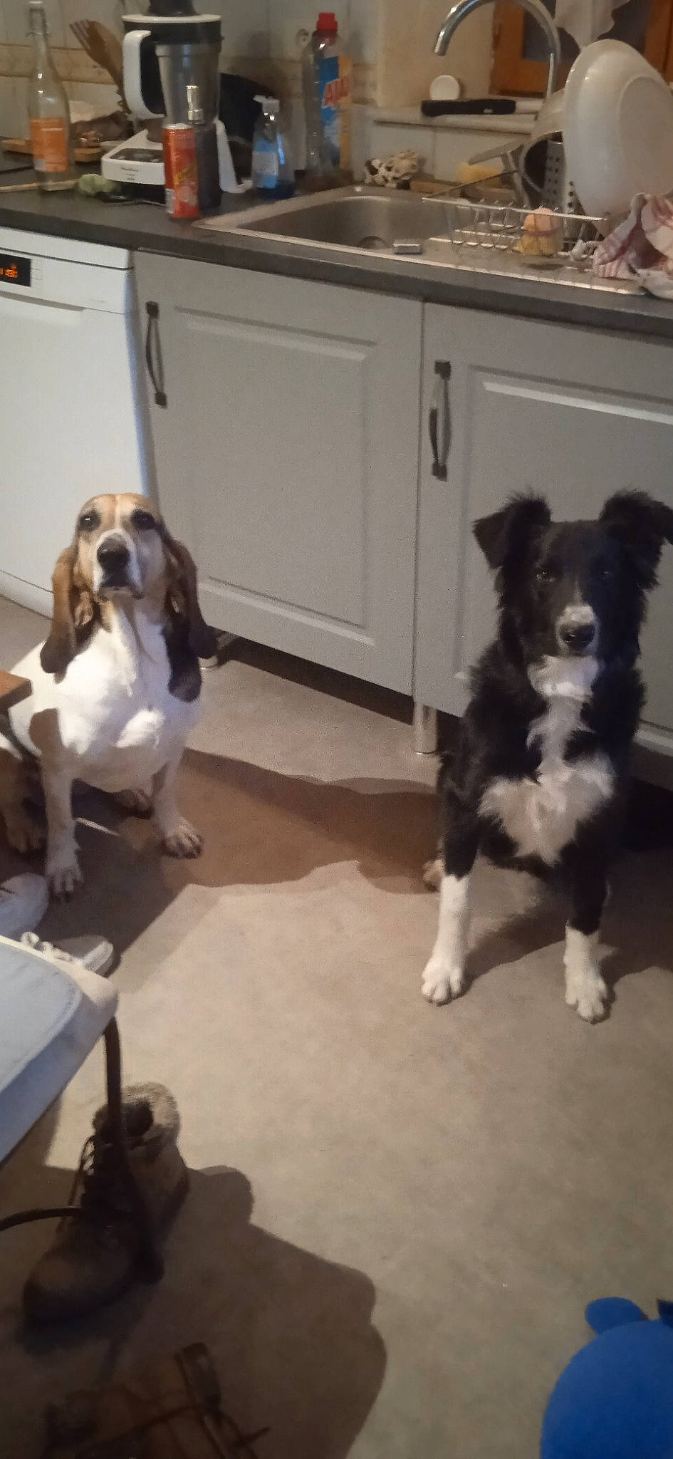 Narnia participe au concours pour gagner de l'argent avec cette photo : border_collie, canidae, carnivore, chair, companion_dog, dog, dog_breed, door, floor, flooring, fur, hardwood, herding_dog, laminate_flooring, liver, room, sporting_group, tail, wood, working_animal