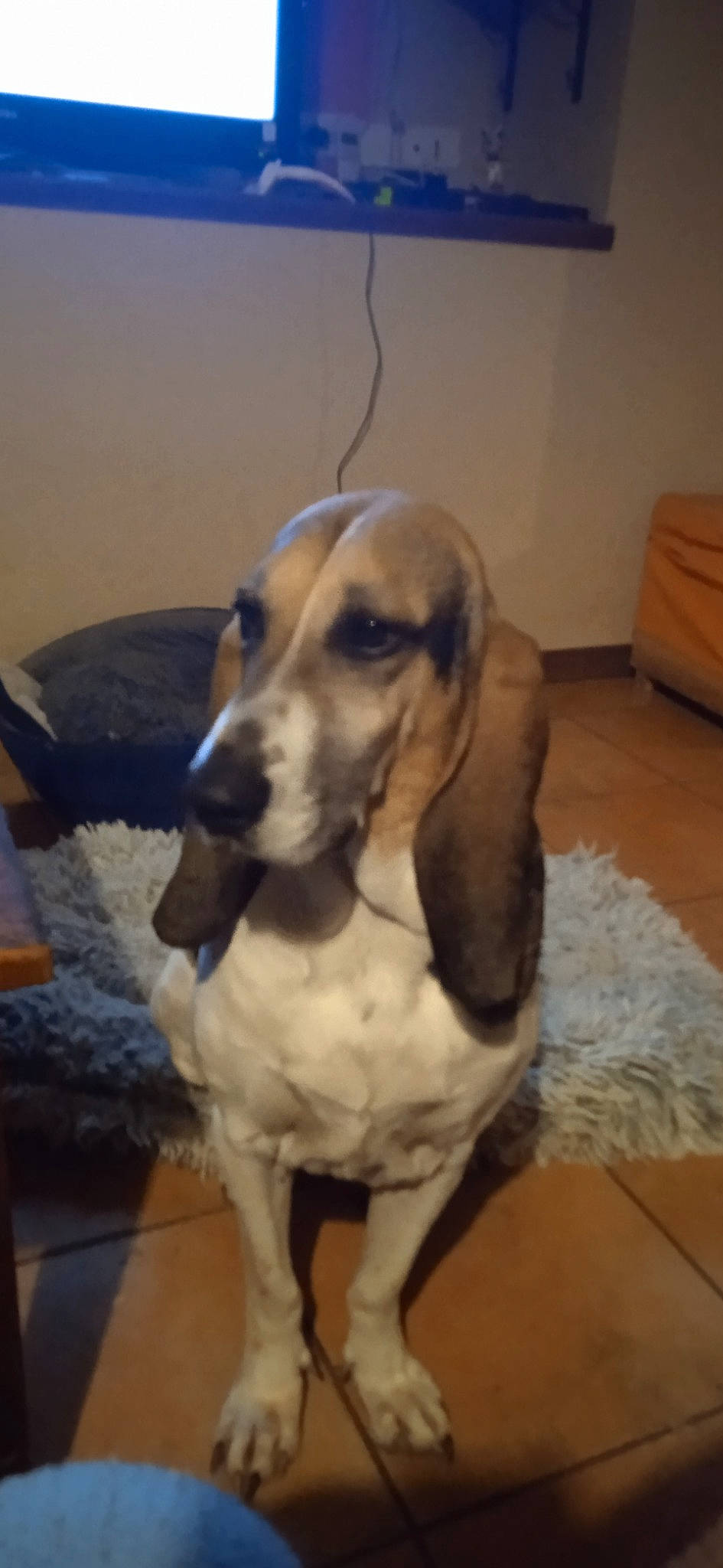 Narnia participe au concours pour gagner de l'argent avec cette photo : carnivore, chair, comfort, companion_dog, dog, dog_breed, fawn, flooring, fur, hardwood, hound, hunting_dog, scent_hound, snout, sporting_group, terrestrial_animal, whiskers, wood, working_animal