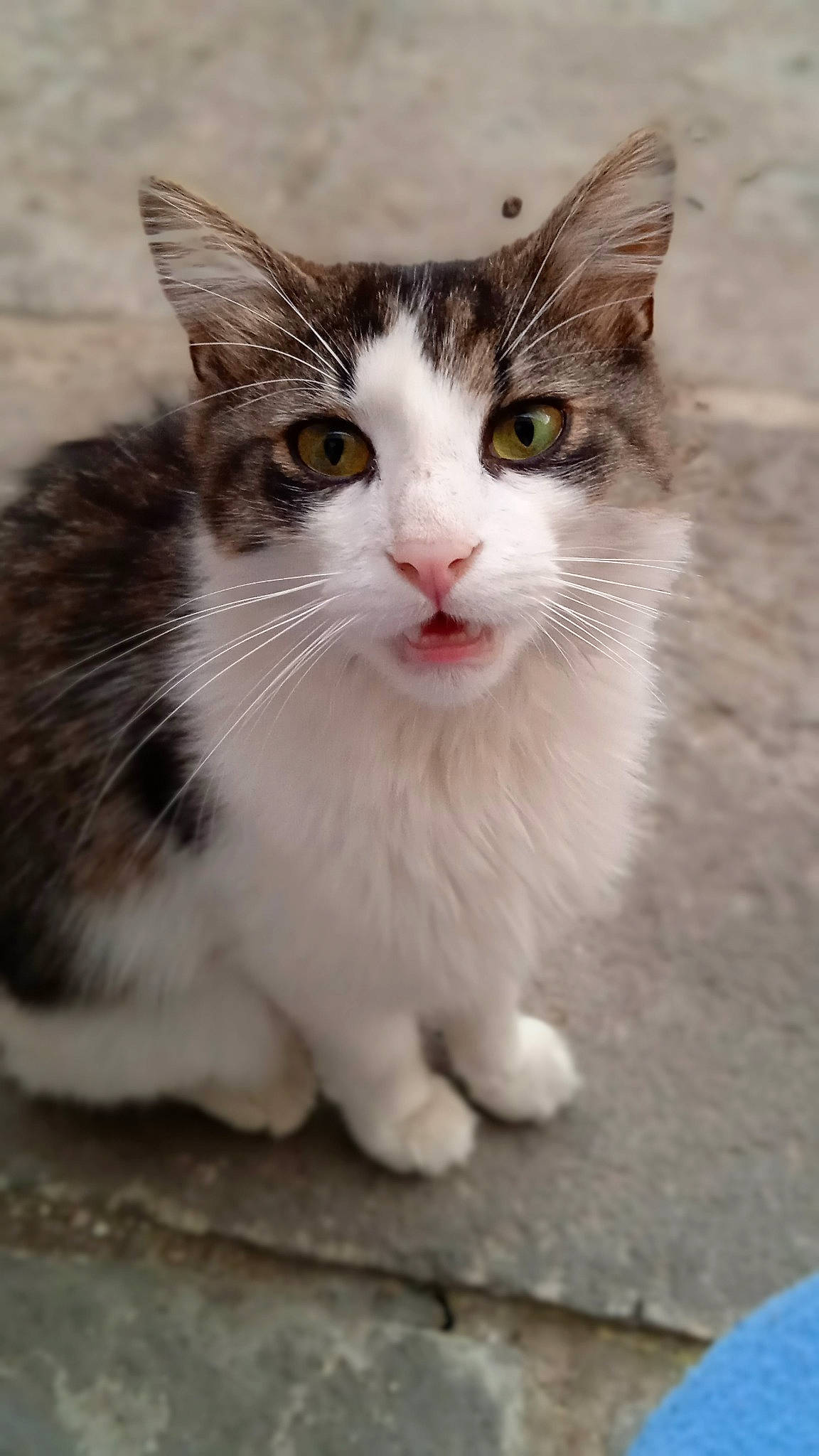 Charly a rejoint le concours — aidez-le/la à gagner de superbes lots ! carnivore, cat, domestic_short_haired_cat, eye, felidae, foot, fur, paw, road_surface, sitting, small_to_medium_sized_cats, snout, tail, terrestrial_animal, whiskers, window