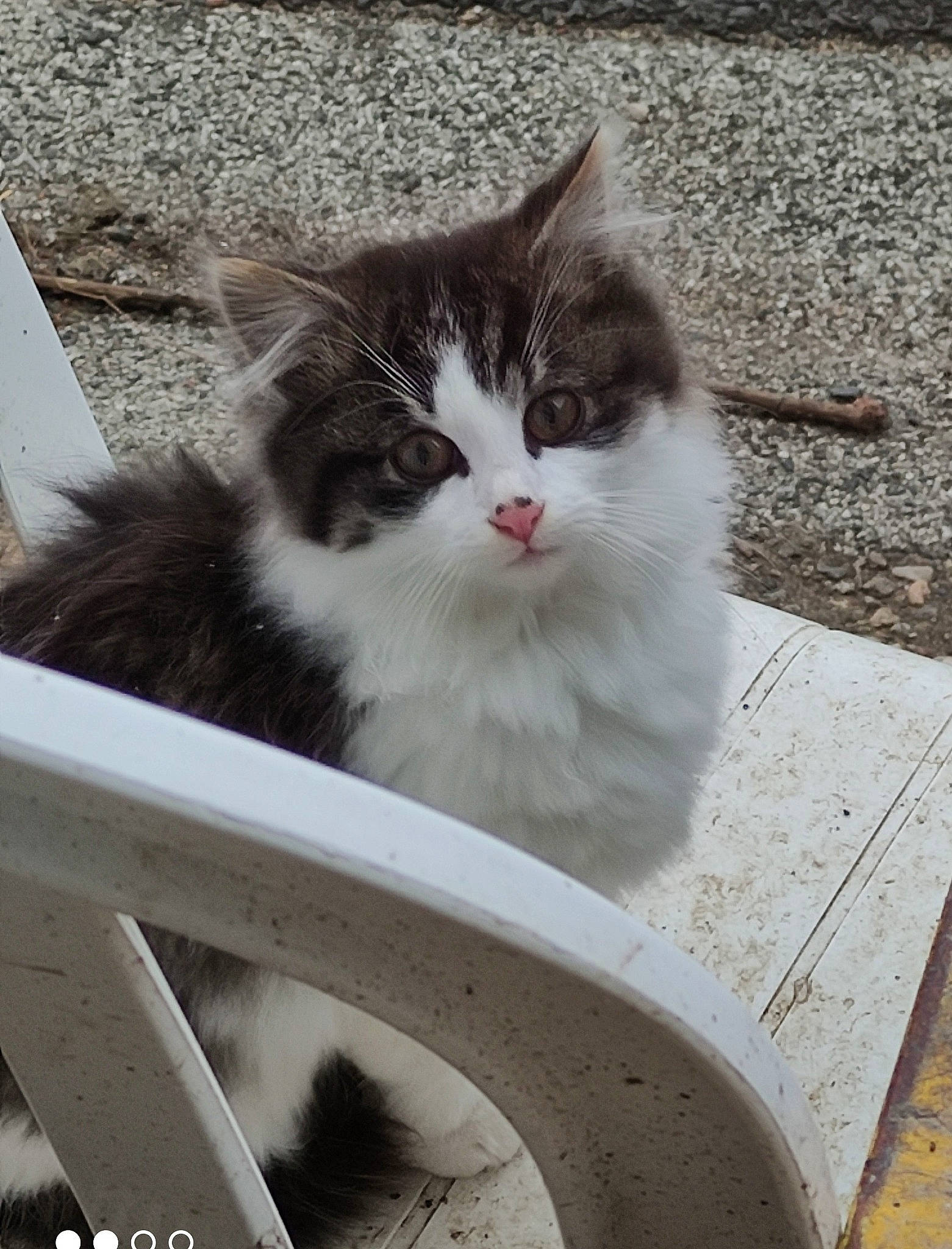Charly participe au concours pour gagner de l'argent avec cette photo : carnivore, cat, domestic_short_haired_cat, felidae, fur, grey, monochrome_photography, paw, porch, road_surface, sitting, small_to_medium_sized_cats, snout, tail, tree, whiskers, wood