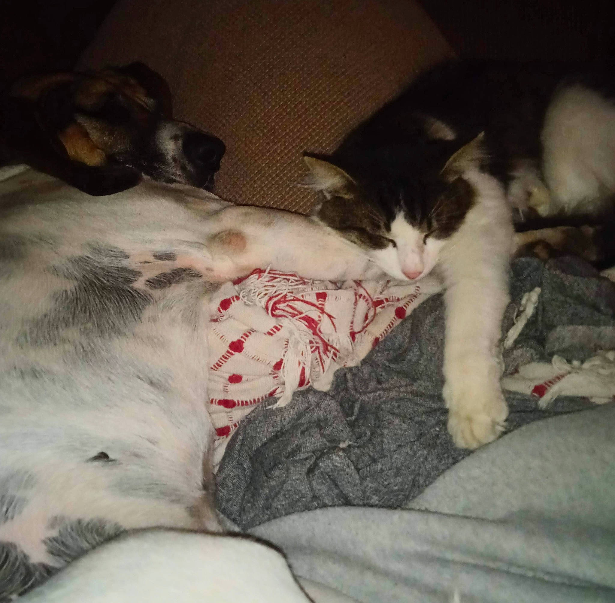 Charly a rejoint le concours — aidez-le/la à gagner de superbes lots ! carnivore, cat, cloud, comfort, companion_dog, dog_breed, felidae, fur, grey, human_leg, lap, leg, linens, paw, sky, small_to_medium_sized_cats, snout, tail, tints_and_shades, whiskers