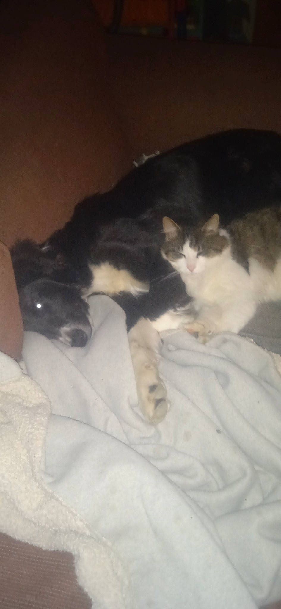 Charly a rejoint le concours — aidez-le/la à gagner de superbes lots ! bed, canidae, carnivore, cat, comfort, companion_dog, dog_breed, domestic_short_haired_cat, felidae, fur, human_leg, linens, nap, paw, room, sleep, small_to_medium_sized_cats, snout, tail, whiskers