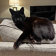 Maisy is registered to the contest to win money with this photo: animal, black_cat, cat, couch, cozy, domestic_animal, feline, fur, furniture, home, indoor, lamp, living_room, paw, pet, relaxing, resting, tail, television, whiskers