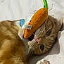 animal, blue_collar, carrot_toy, cat, closeup, collar, cute, fur, indoor, lying_down, mischievous, orange_tabby, paw, pet, pink_paw_pads, playful, relaxed, soft_surface, toy, whiskers