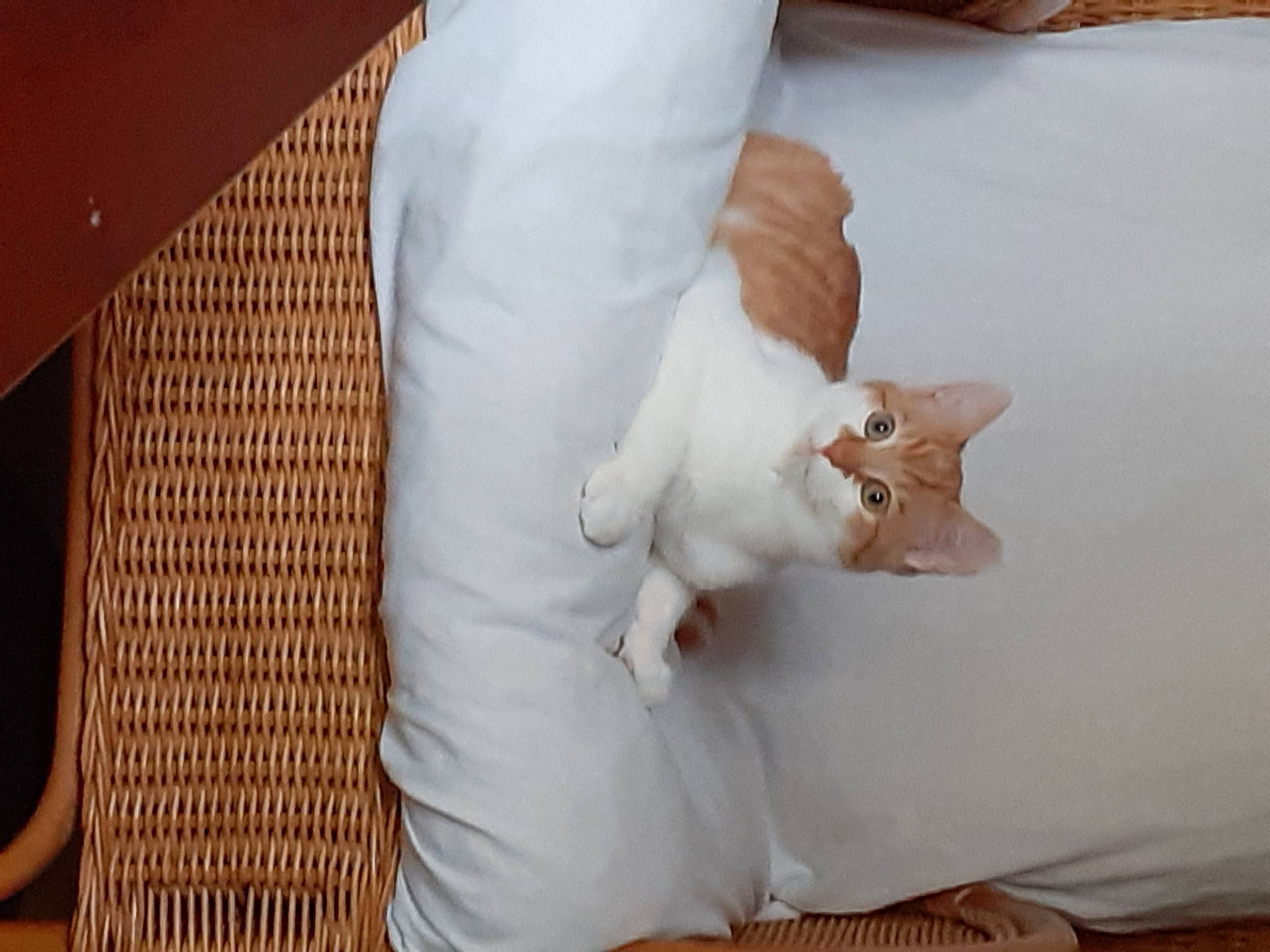 Canaille a rejoint le concours — aidez-le/la à gagner de superbes lots ! abdomen, bridal_accessory, bridal_clothing, comfort, dress, dress_shirt, elbow, event, fashion_accessory, formal_wear, gesture, human_leg, linens, nail, sleeve, suit, thumb, waist, wedding_ceremony_supply, wrist