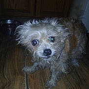 Gaddy is registered to the contest to win money with this photo: dog, pet, indoor, wooden_floor, water_bowl, cabinet, fur, brown, white, small_dog, curious, flash, animal, companion, cute, domestic, eyes, face, portrait, floor