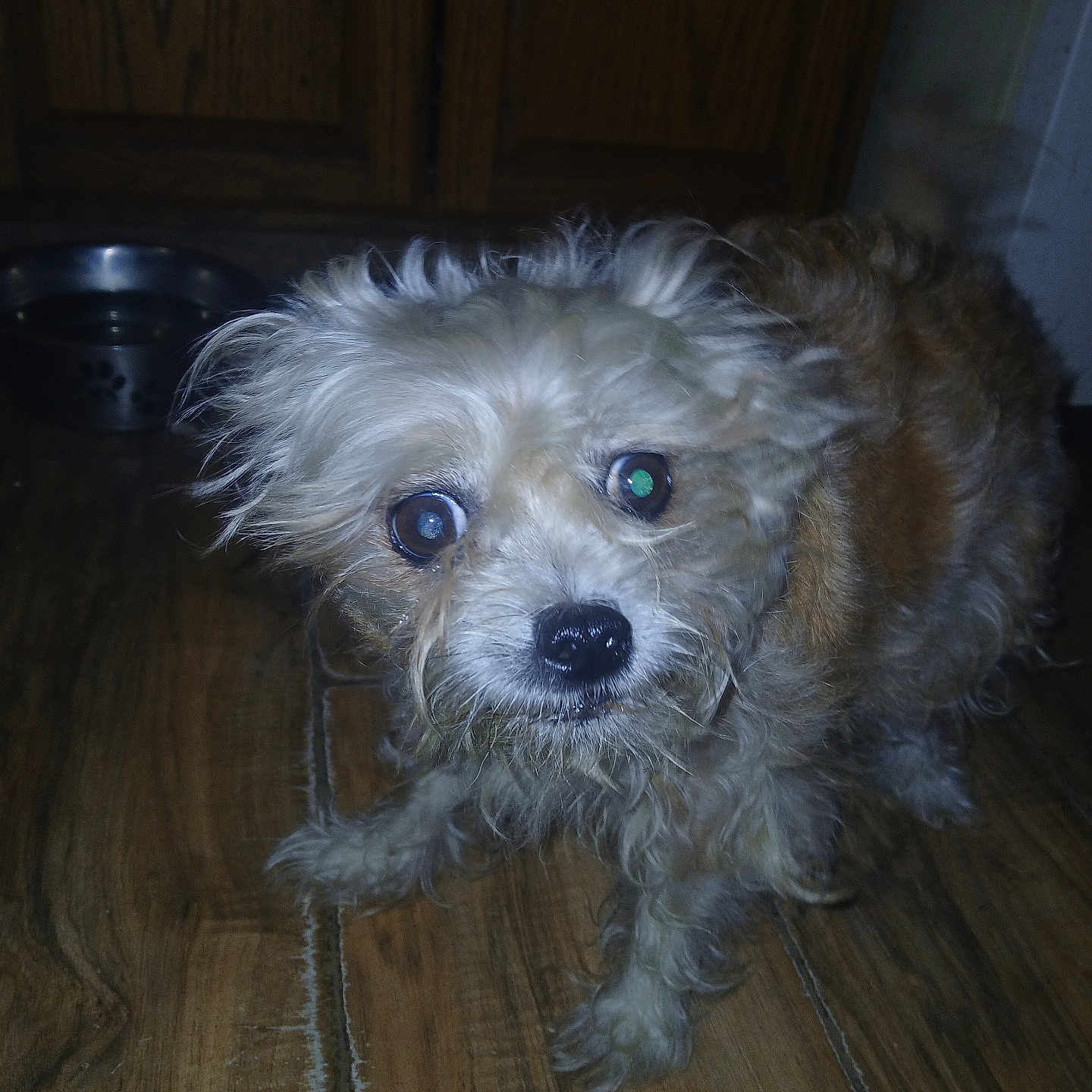 Gaddy is registered to the contest to win money with this photo: dog, pet, indoor, wooden_floor, water_bowl, cabinet, fur, brown, white, small_dog, curious, flash, animal, companion, cute, domestic, eyes, face, portrait, floor
