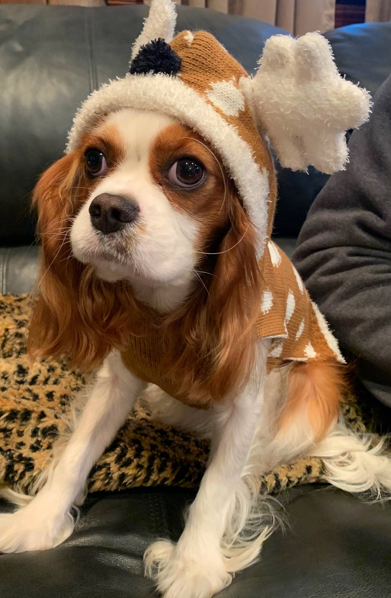 Sophia is registered to the contest to win money with this photo: carnivore, cavalier_king_charles_spaniel, cocker_spaniel, collar, companion_dog, dog, dog_breed, dog_collar, eyewear, fawn, fur, hat, king_charles_spaniel, liver, snout, spaniel, sporting_group, toy_dog, whiskers, working_animal