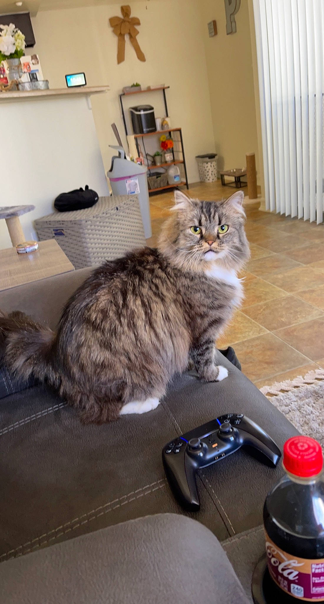 Gracie Lynn is registered to the contest to win money with this photo: carnivore, cat, chair, claw, comfort, curtain, domestic_short_haired_cat, felidae, flooring, fur, grey, hardwood, lap, paw, picture_frame, small_to_medium_sized_cats, tail, vehicle, whiskers, wood