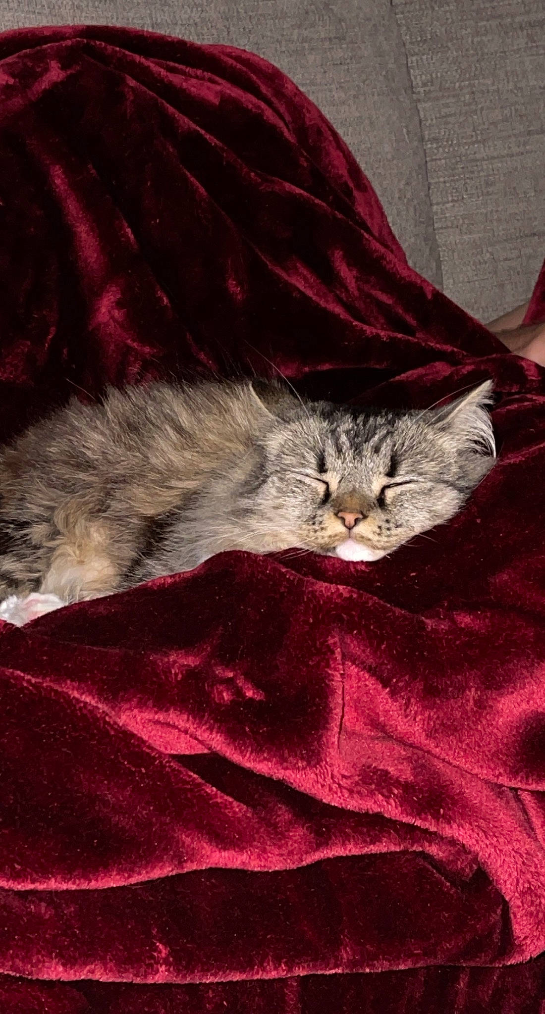 Gracie Lynn joined the competition — help win amazing prizes! bed, carmine, carnivore, cat, claw, comfort, domestic_short_haired_cat, felidae, fur, grey, linens, magenta, pattern, sleeve, small_to_medium_sized_cats, sportswear, tail, textile, velvet, whiskers