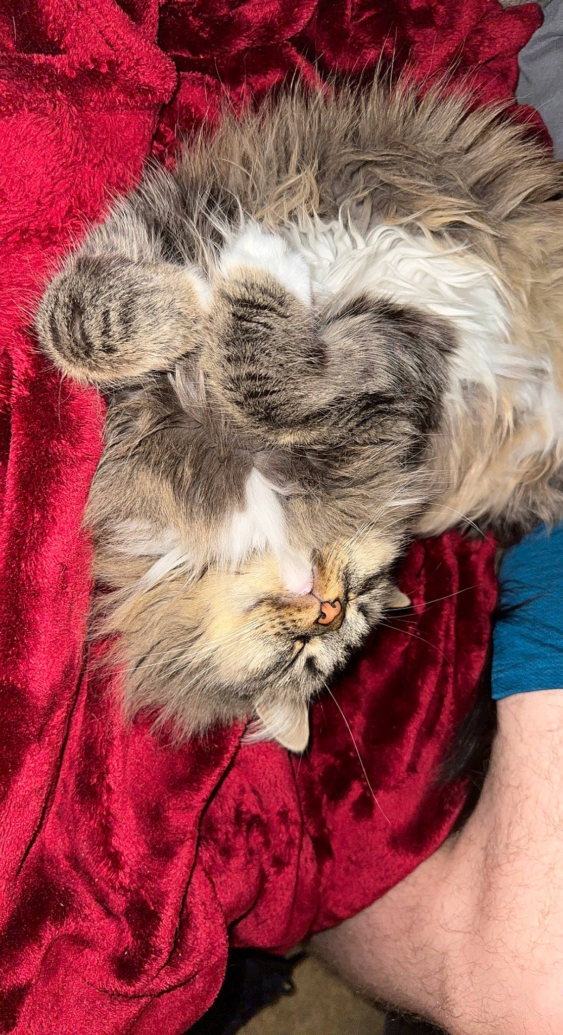 Gracie Lynn joined the competition — help win amazing prizes! art, carnivore, cat, claw, comfort, domestic_short_haired_cat, felidae, fur, fur_clothing, hug, nap, painting, paw, small_to_medium_sized_cats, snout, tail, visual_arts, whiskers, wool