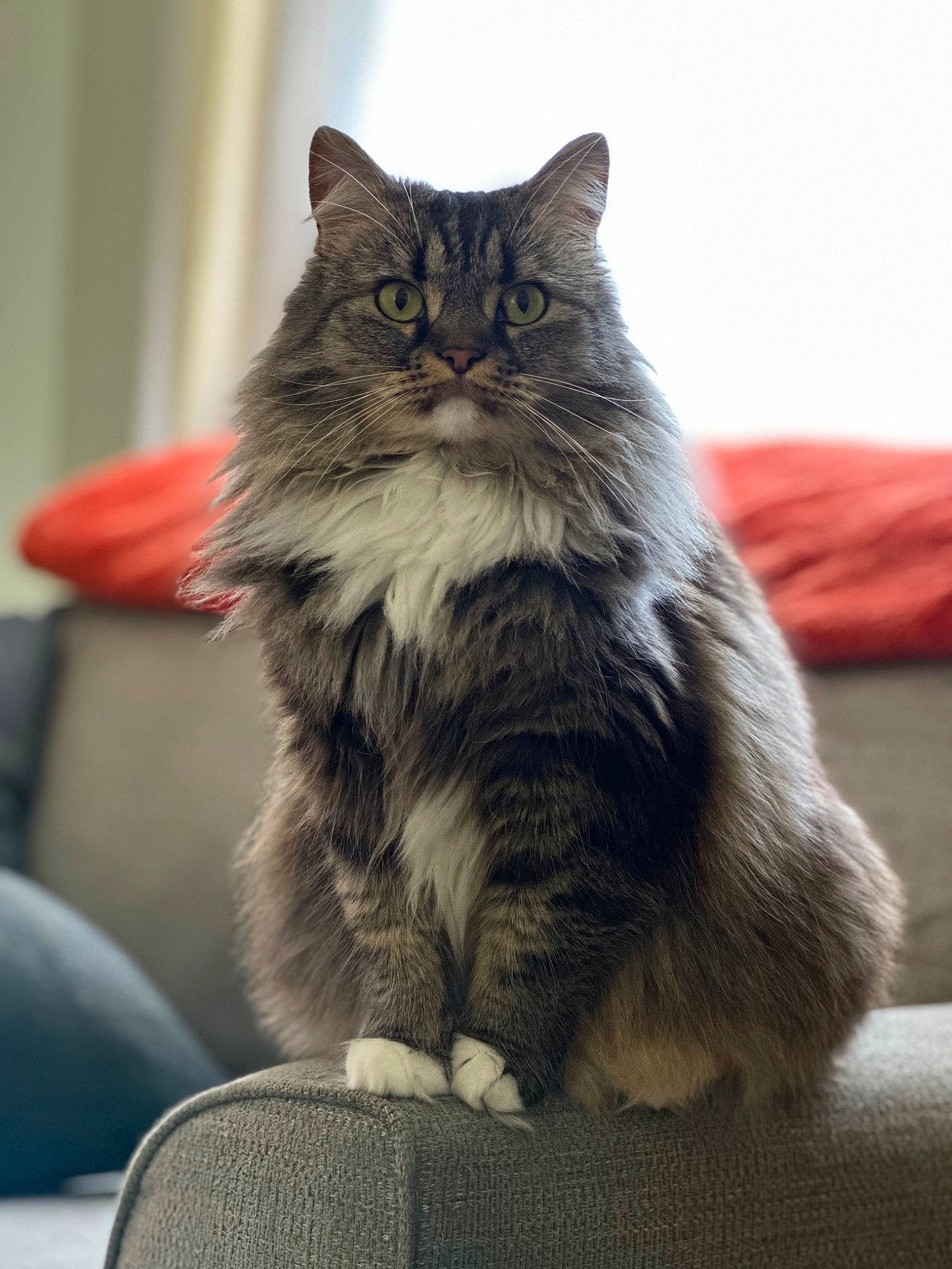 Gracie Lynn is registered to the contest to win money with this photo: box, british_longhair, carnivore, cat, comfort, domestic_short_haired_cat, felidae, fur, grey, maine_coon, sitting, small_to_medium_sized_cats, snout, tail, terrestrial_animal, whiskers