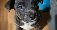 Raider joined the competition — help win amazing prizes! puppy, dog, cute, pet, animal, indoor, floor, portrait, looking_up, brown_floor, small, young, fur, whiskers, ears, nose, eyes, white_paws, close_up, domestic