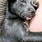 Raider joined the competition — help win amazing prizes! puppy, dog, sleeping, gray_fur, pet, cozy, carpet, paw, snuggling, resting, cute, domestic_animal, indoor, companion, closeup, relaxation, animal, fur, leg, human