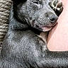 puppy, dog, sleeping, gray_fur, pet, cozy, carpet, paw, snuggling, resting, cute, domestic_animal, indoor, companion, closeup, relaxation, animal, fur, leg, human