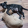 Raider is registered to the contest to win money with this photo: puppy, dog, black_dog, light_dog, floor, wooden_floor, animal, pet, cute, playful, lying_down, embrace, fur, young, adorable, domestic_animal, companionship, indoor, curious, resting