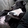 Raider joined the competition — help win amazing prizes! animal, black_and_white, canine, close_up, comfort, couch, cozy, dog, domestic_animal, fur, fur_pattern, indoor, nap, paw, pet, relaxed, resting, sleeping, snout, texture