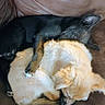 Raider joined the competition — help win amazing prizes! puppy, dog, sleeping, couch, brown_couch, black_dog, light_dog, cute, pet, animal, fur, resting, snuggle, companion, indoor, cozy, relaxed, friendship, domestic_animal, canine