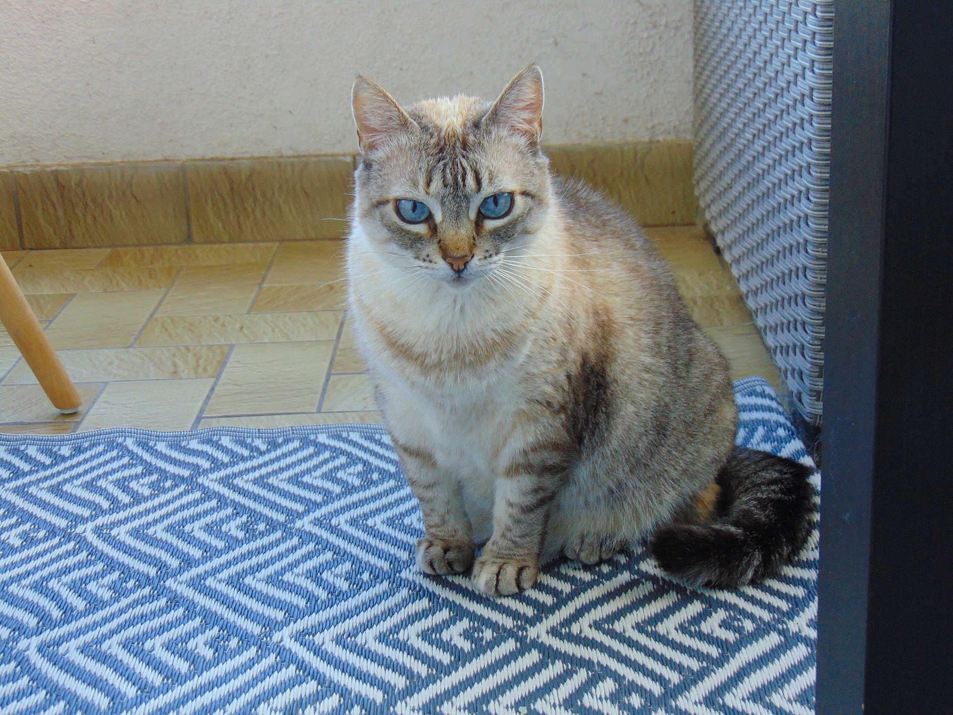 Bella participe au concours pour gagner de l'argent avec cette photo : cat, blue_eyes, fluffy, sitting, indoor, rug, patterned_rug, wicker_furniture, tile_floor, tail, ears, whiskers, pet, animal, feline, looking, cozy, domestic, fur, cute