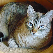 Bella a rejoint le concours — aidez-le/la à gagner de superbes lots ! cat, tabby, blue_eyes, pet_bed, feline, whiskers, relaxed, animal, domestic_cat, fur, cute, resting, indoor, closeup, mammal, portrait, sleeping_area, paw, ear, comfort