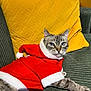 Bella a rejoint le concours — aidez-le/la à gagner de superbes lots ! cat, santa_outfit, red_clothing, yellow_cushion, green_couch, blue_eyes, fur, pet, indoor, holiday, festive, relaxed, animal, whiskers, paws, cozy, domestic_cat, costume, portrait, resting