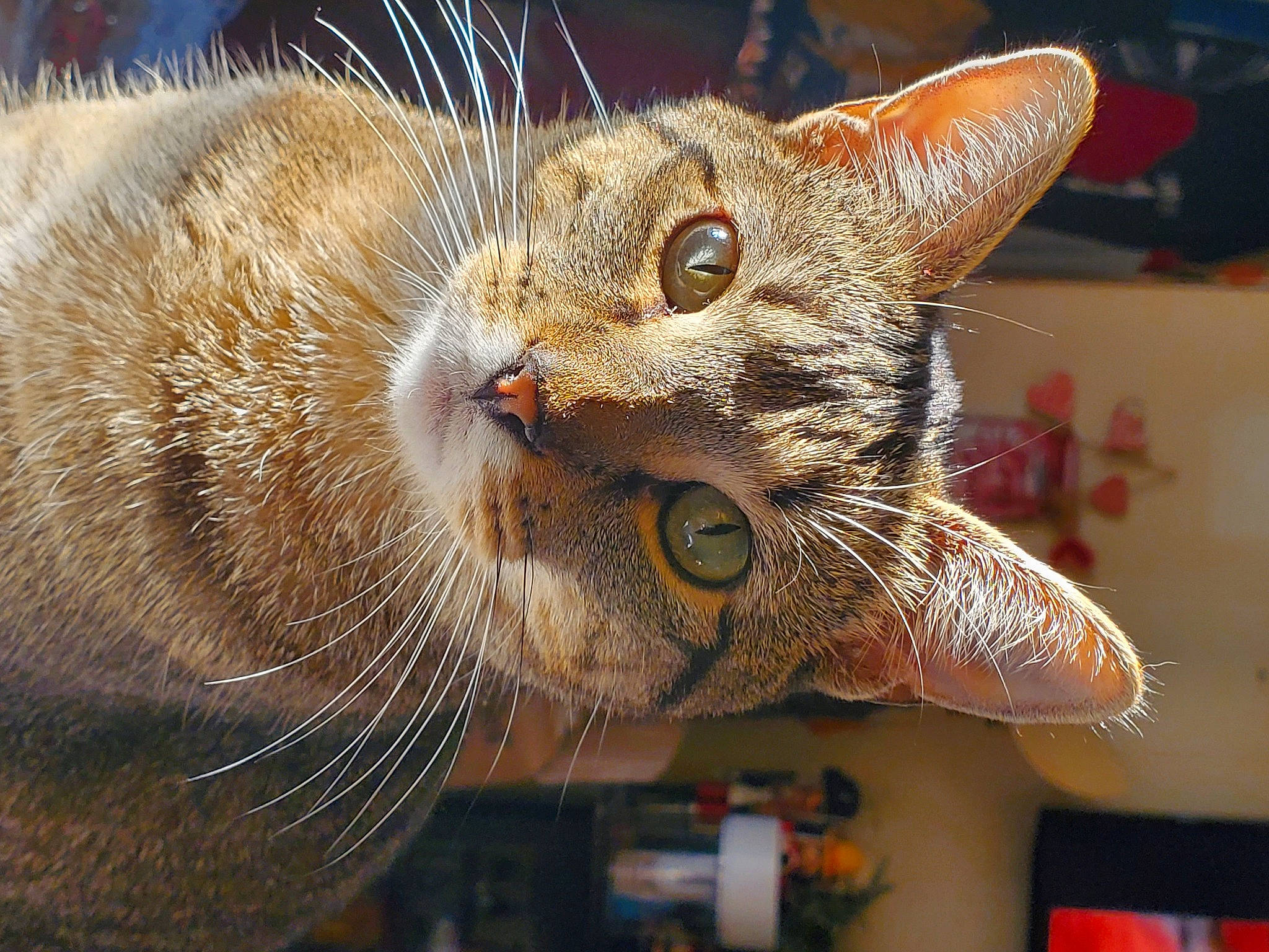 Bosley joined the competition — help win amazing prizes! art, carnivore, cat, claw, domestic_short_haired_cat, fawn, felidae, fur, macro_photography, small_to_medium_sized_cats, snout, tail, terrestrial_animal, whiskers, wildlife