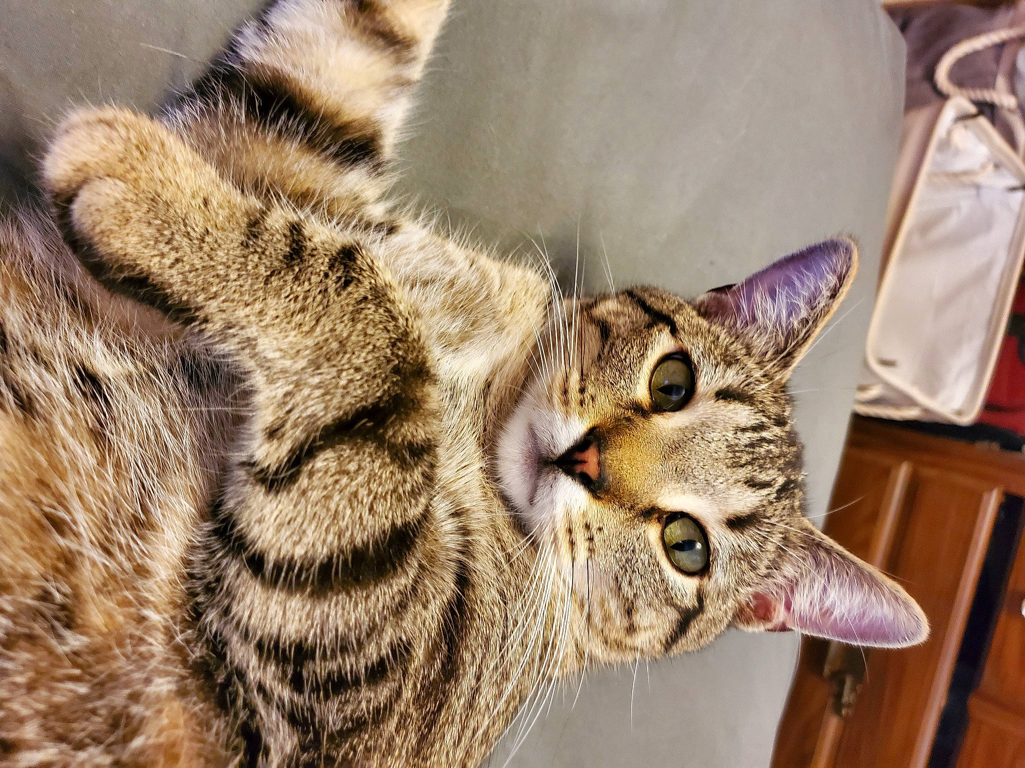 Bosley joined the competition — help win amazing prizes! cabinetry, carnivore, cat, claw, comfort, domestic_short_haired_cat, drawer, eye, felidae, fur, small_to_medium_sized_cats, snout, terrestrial_animal, whiskers, wildlife, wood