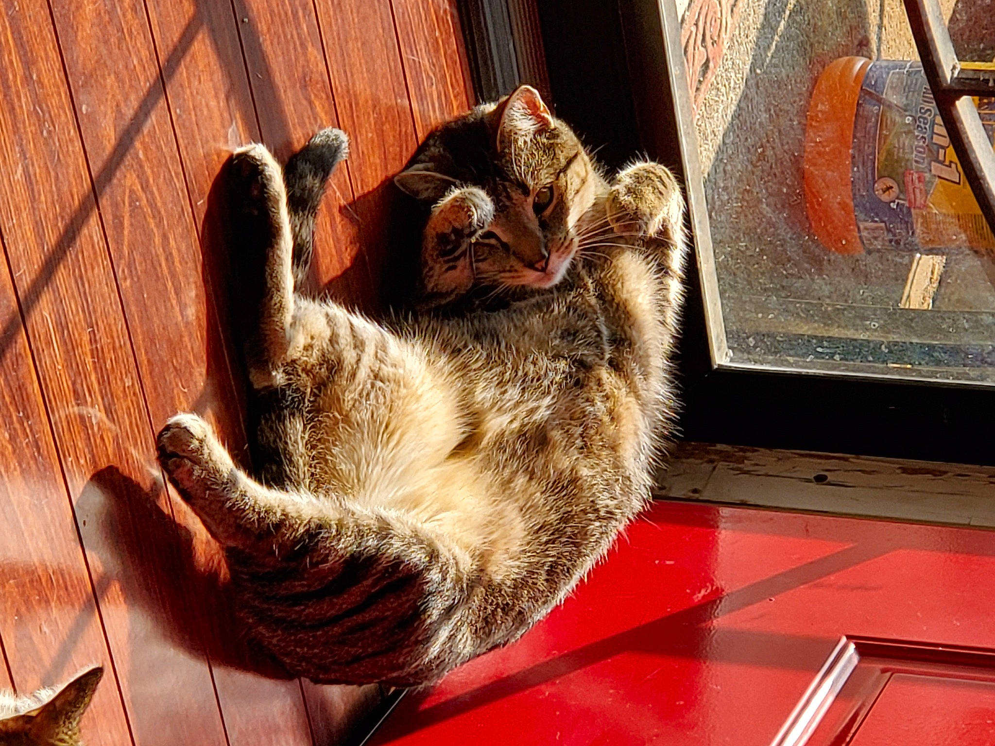 Bosley joined the competition — help win amazing prizes! canidae, carnivore, cat, claw, dog_breed, domestic_short_haired_cat, fawn, felidae, fur, hardwood, paw, small_to_medium_sized_cats, snout, sporting_group, tail, whiskers, wildlife, window, wood