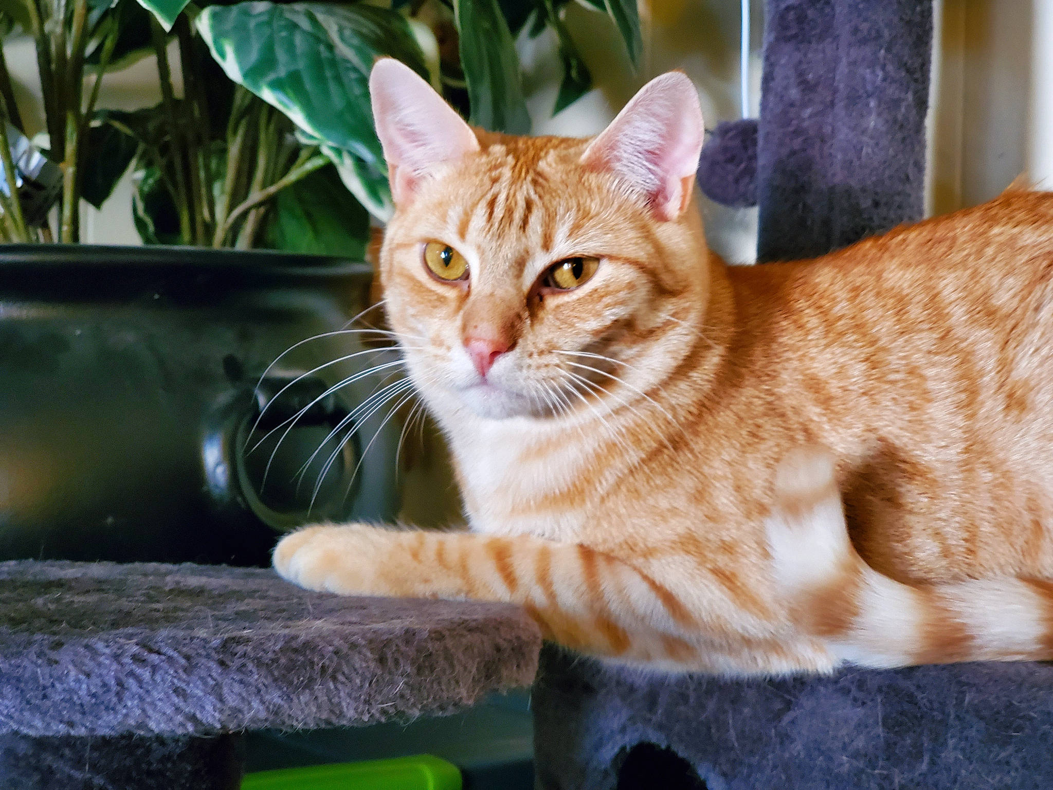 Mango Supreme joined the competition — help win amazing prizes! art, carnivore, cat, domestic_short_haired_cat, fawn, felidae, flowerpot, fur, grass, paw, plant, sitting, small_to_medium_sized_cats, snout, tail, tree, whiskers, wildlife, window, wood