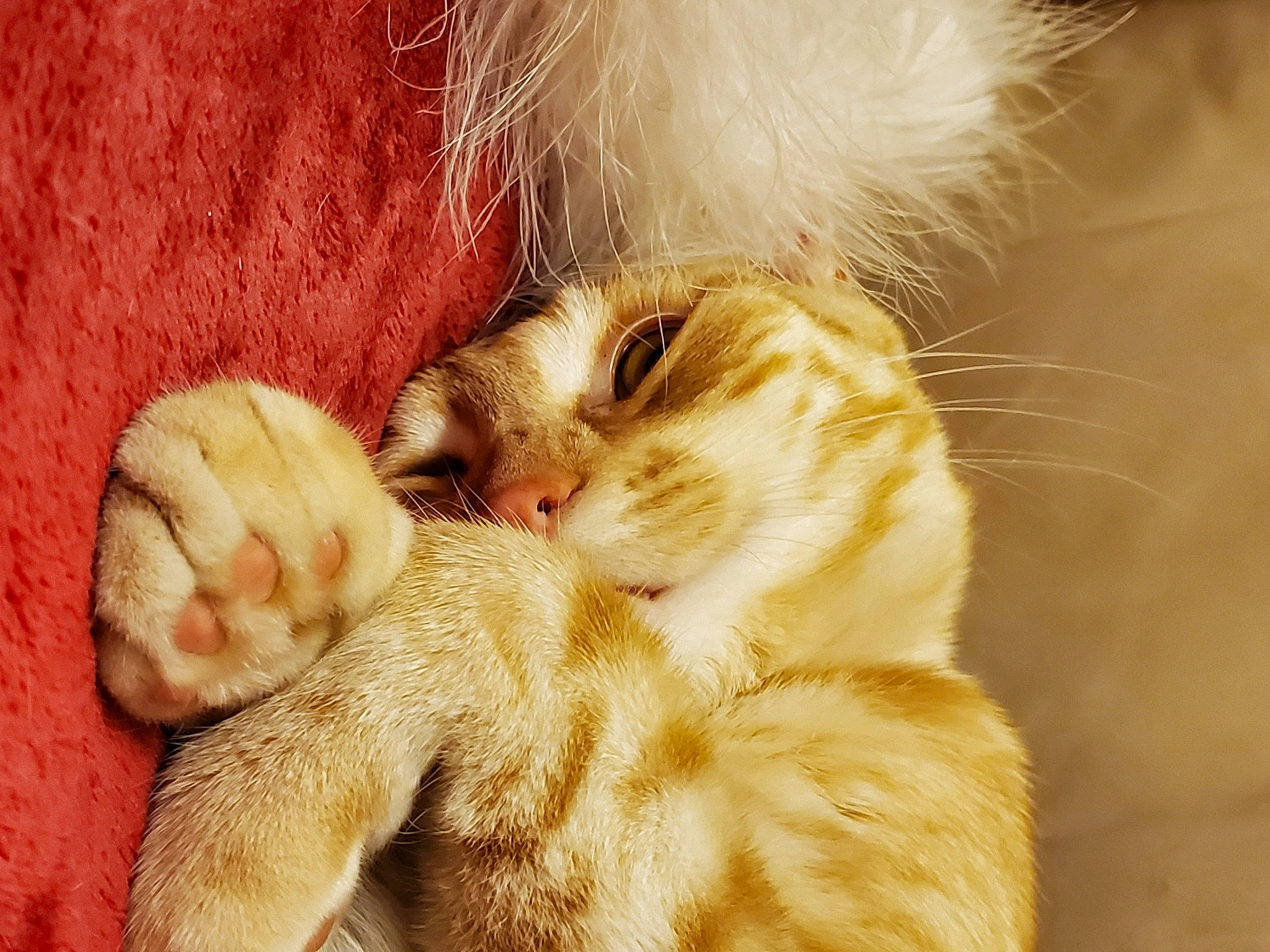 Mango Supreme is registered to the contest to win money with this photo: art, carnivore, cat, claw, close_up, comfort, domestic_short_haired_cat, ear, fawn, felidae, foot, fur, gesture, nail, paw, small_to_medium_sized_cats, snout, tail, toe, whiskers