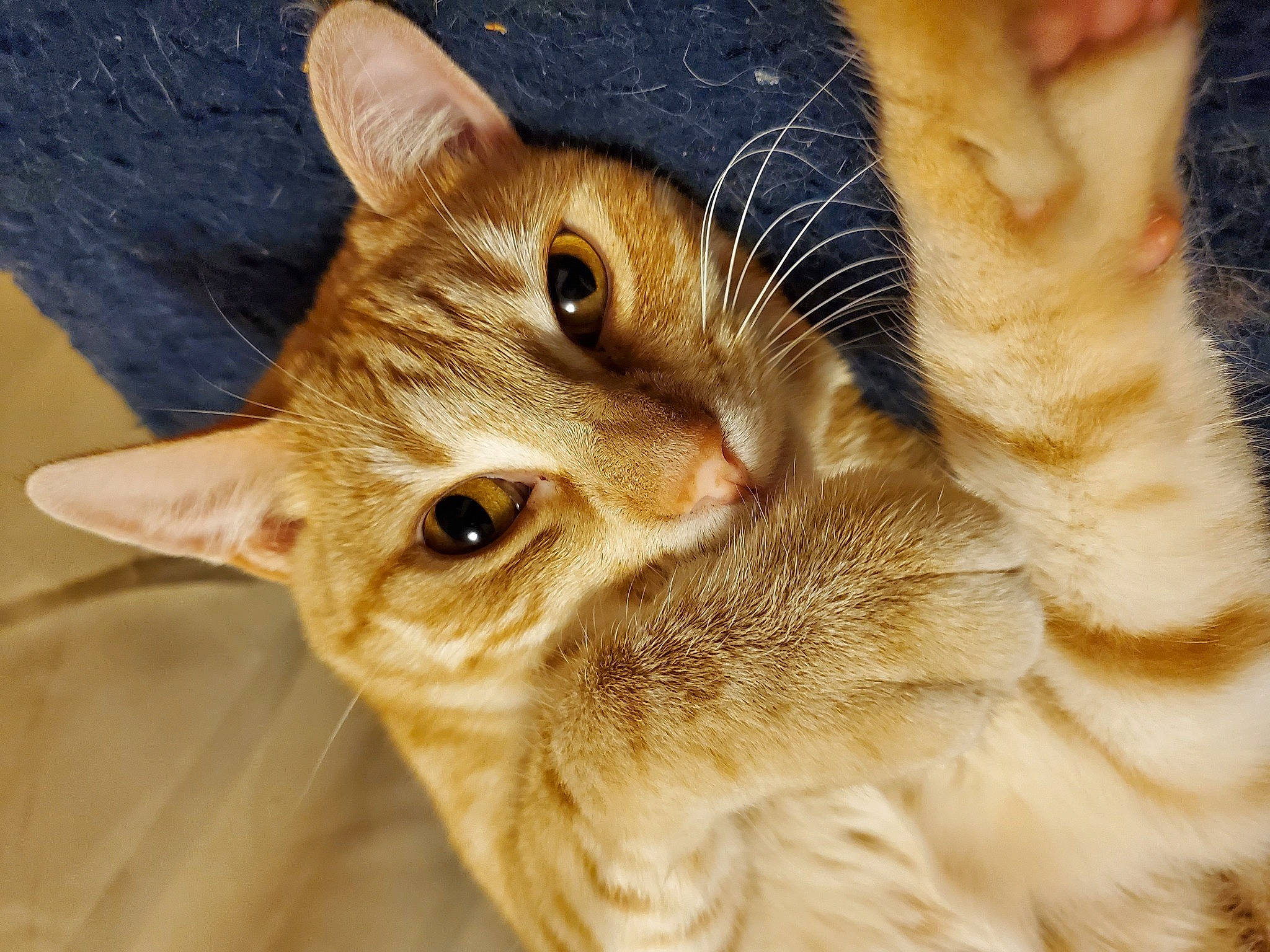 Mango Supreme joined the competition — help win amazing prizes! carnivore, cat, close_up, domestic_short_haired_cat, ear, eye, eyelash, fawn, felidae, fur, head, iris, nose, paw, small_to_medium_sized_cats, snout, tail, tree, whiskers, wildlife