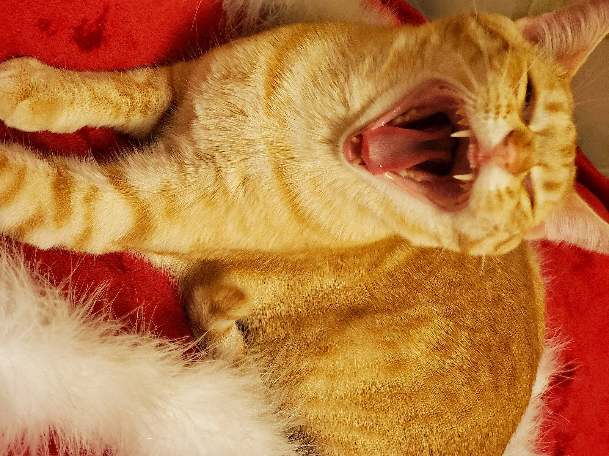 Mango Supreme is registered to the contest to win money with this photo: carnivore, cat, close_up, comfort, eye, fang, fawn, felidae, gesture, glasses, leg, nose, paw, small_to_medium_sized_cats, snout, sunglasses, tail, whiskers, wrinkle, yawn