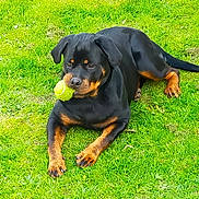 Voice a rejoint le concours — aidez-le/la à gagner de superbes lots ! dog, rottweiler, tennis_ball, grass, outdoor, pet, animal, canine, playing, laying_down, black_and_tan, fur, ears, tail, paws, nature, summer, daylight, muzzle, alert