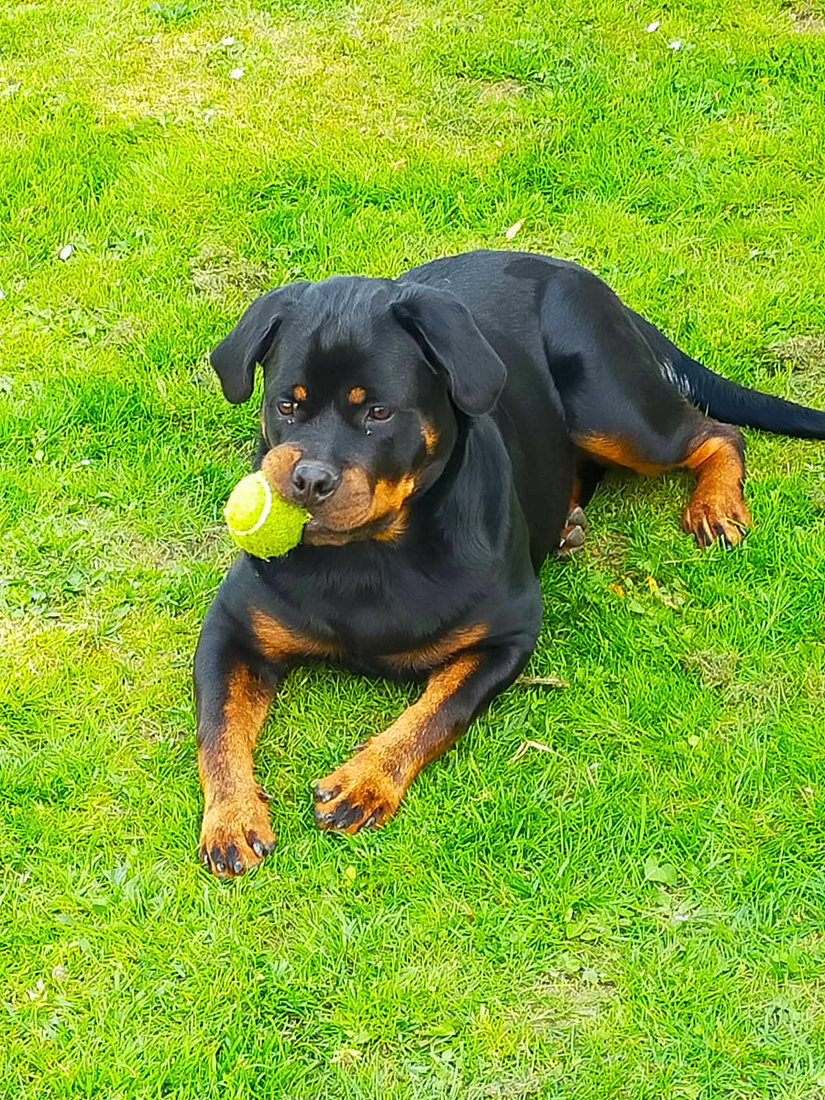 Voice a rejoint le concours — aidez-le/la à gagner de superbes lots ! dog, rottweiler, tennis_ball, grass, outdoor, pet, animal, canine, playing, laying_down, black_and_tan, fur, ears, tail, paws, nature, summer, daylight, muzzle, alert