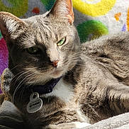 Beatrice is registered to the contest to win money with this photo: cat, gray_tabby, pet, collar, tag, green_eyes, whiskers, fur, blanket, sunlight, indoor, resting, close_up, cozy, colorful_background, pattern, relaxed, feline, portrait, domestic_animal