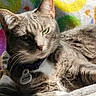 cat, gray_tabby, pet, collar, tag, green_eyes, whiskers, fur, blanket, sunlight, indoor, resting, close_up, cozy, colorful_background, pattern, relaxed, feline, portrait, domestic_animal