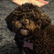 Ava is registered to the contest to win money with this photo: animal, brown, carpet, close_up, collar, companion, curly_hair, cute, dog, domestic_animal, face, fur, furry, indoor, indoor_lighting, looking_at_camera, pet, portrait, small_dog, tag
