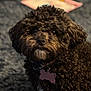 animal, brown, carpet, close_up, collar, companion, curly_hair, cute, dog, domestic_animal, face, fur, furry, indoor, indoor_lighting, looking_at_camera, pet, portrait, small_dog, tag