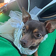 Amari Clay joined the competition — help win amazing prizes! dog, small_dog, chihuahua, pet, clothing, white_dress, tulle, bow, car_interior, green_fabric, lap, closeup, portrait, ears, eyes, animal, cute, sitting, car_seat, decorative