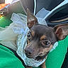 dog, small_dog, chihuahua, pet, clothing, white_dress, tulle, bow, car_interior, green_fabric, lap, closeup, portrait, ears, eyes, animal, cute, sitting, car_seat, decorative