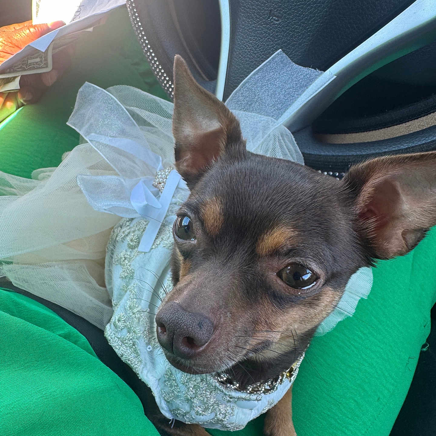 Amari Clay joined the competition — help win amazing prizes! dog, small_dog, chihuahua, pet, clothing, white_dress, tulle, bow, car_interior, green_fabric, lap, closeup, portrait, ears, eyes, animal, cute, sitting, car_seat, decorative